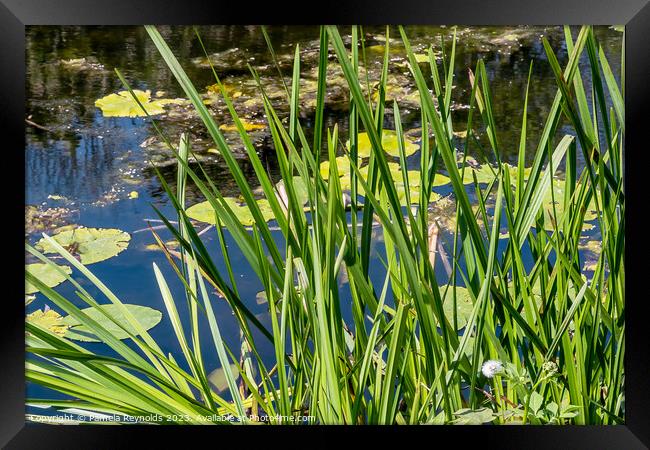 Pool with Lily Pads and Plants Framed Print by Pamela Reynolds