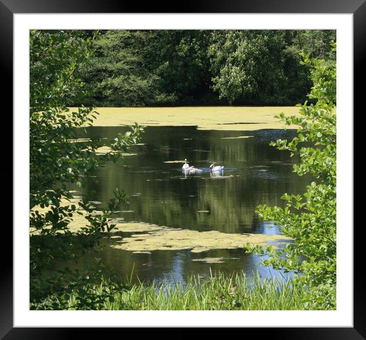 Swans in the afternoon sun across the lake  Framed Mounted Print by Tony lopez