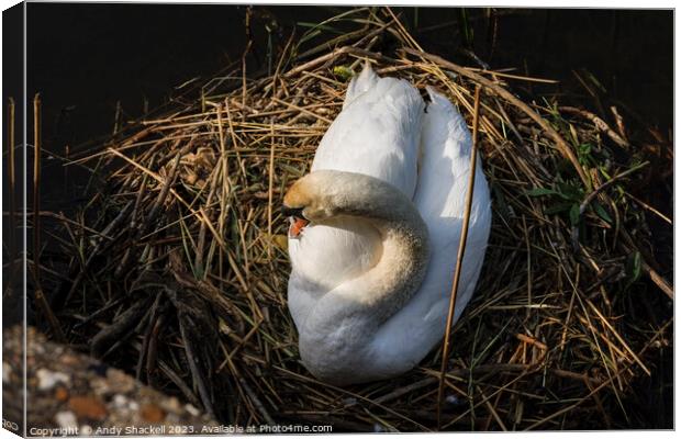 Swan on the nest  Canvas Print by Andy Shackell