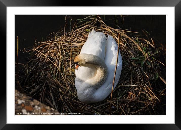 Swan on the nest  Framed Mounted Print by Andy Shackell
