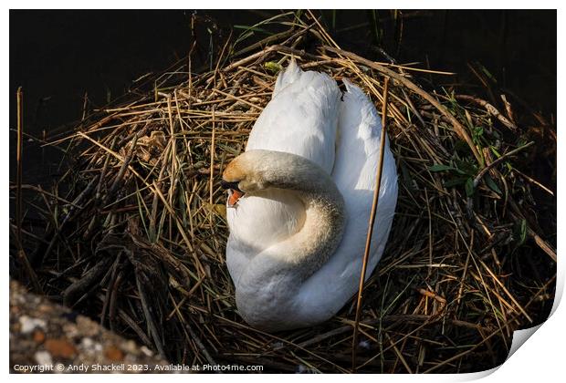 Swan on the nest  Print by Andy Shackell