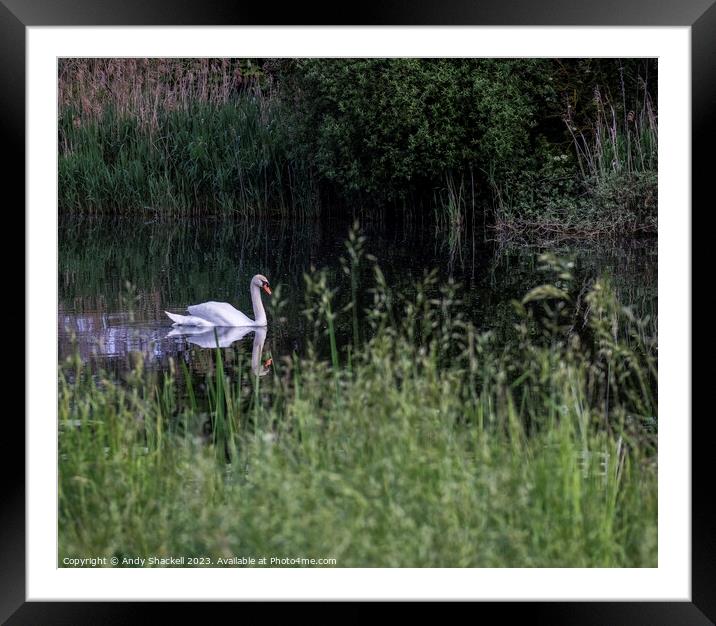 Swan on a river Framed Mounted Print by Andy Shackell