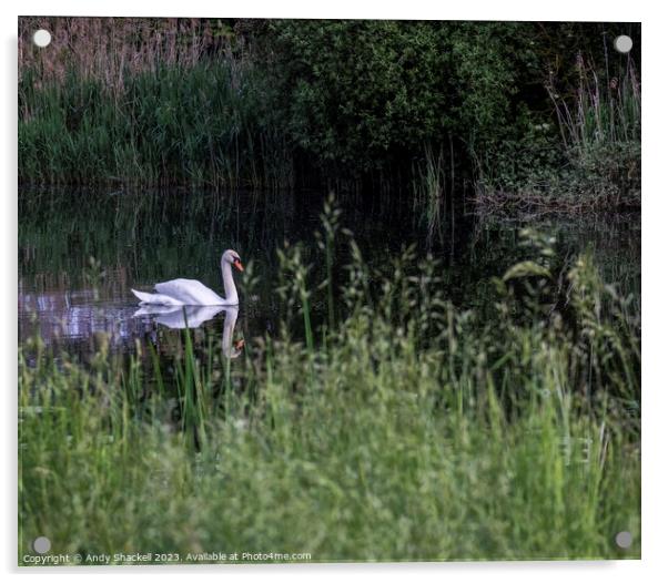 Swan on a river Acrylic by Andy Shackell