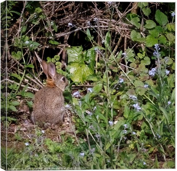 Baby Rabbit Canvas Print by Andy Shackell