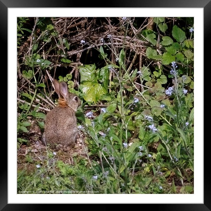 Baby Rabbit Framed Mounted Print by Andy Shackell