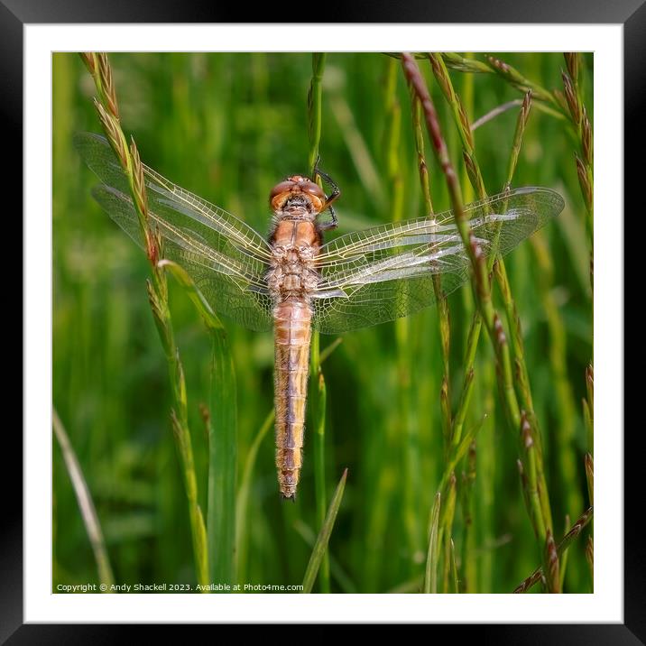 Brown Hawker Dragonfly Framed Mounted Print by Andy Shackell