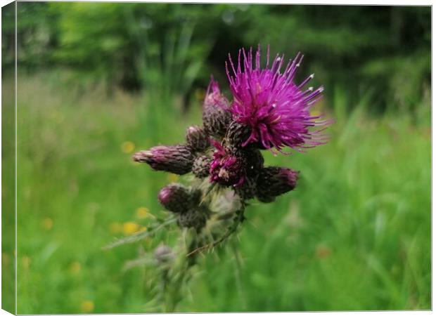  A Thistle  Canvas Print by Paddy 