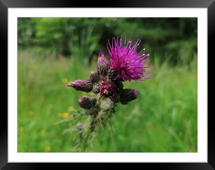  A Thistle  Framed Mounted Print by Paddy 