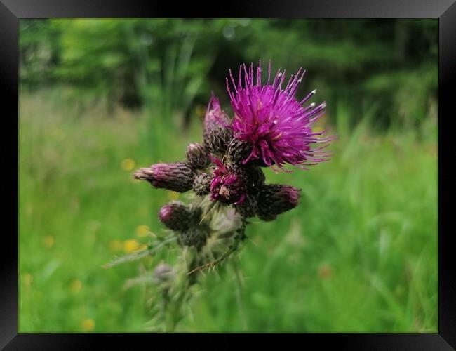  A Thistle  Framed Print by Paddy 