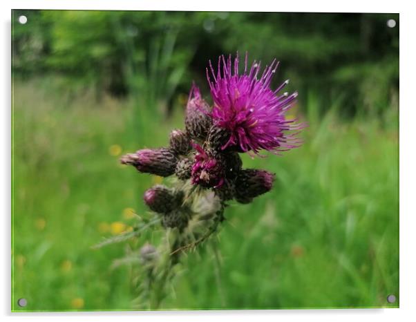  A Thistle  Acrylic by Paddy 