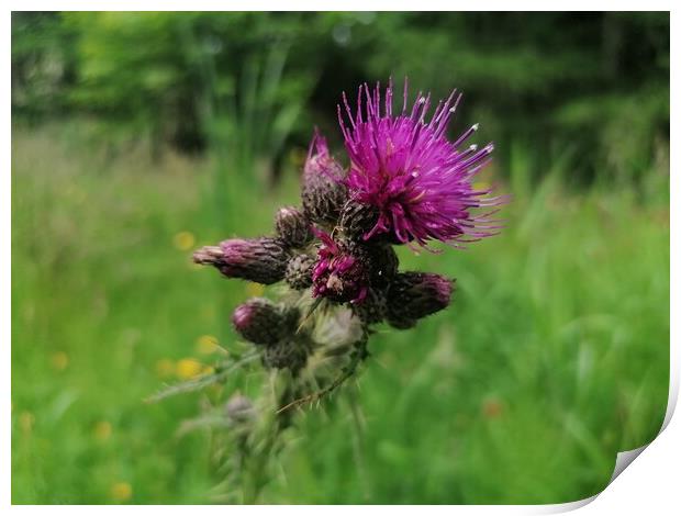  A Thistle  Print by Paddy 