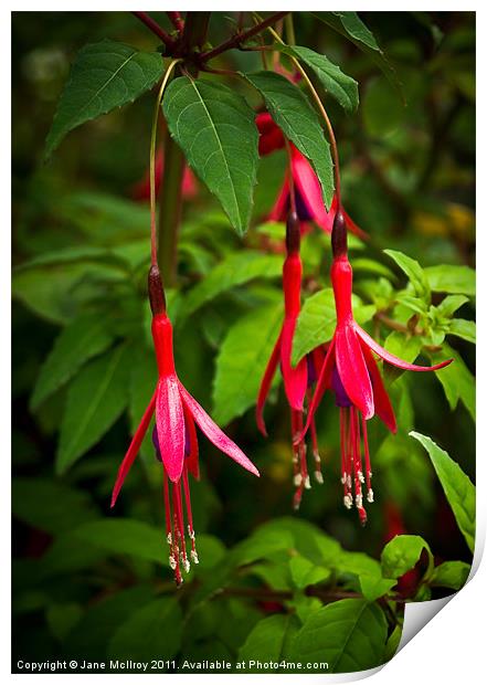 Fuchsia Flowers Print by Jane McIlroy