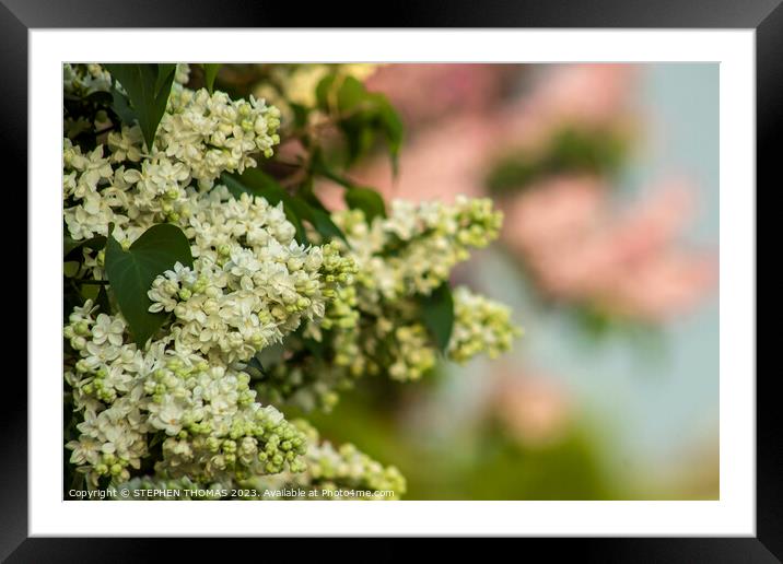 White Lilac Framed Mounted Print by STEPHEN THOMAS