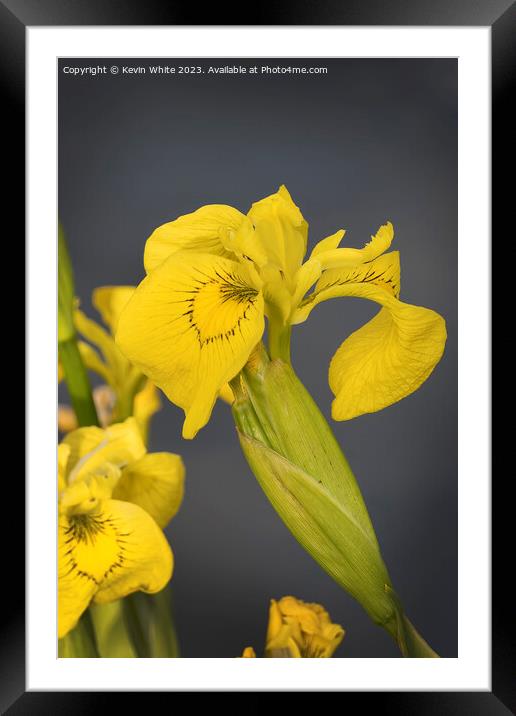 Yellow Iris or Yellow flag wild flower Framed Mounted Print by Kevin White