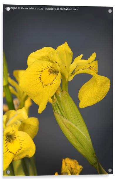 Yellow Iris or Yellow flag wild flower Acrylic by Kevin White