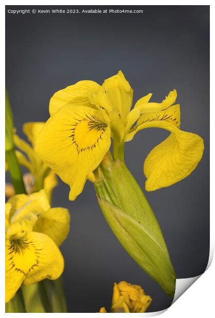 Yellow Iris or Yellow flag wild flower Print by Kevin White