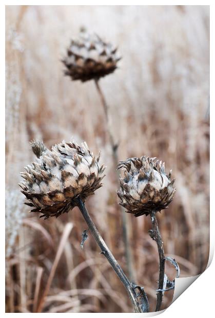 Globe artichoke seed heads Print by Kevin Howchin