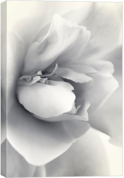Close up of the centre of a Camellia flower Canvas Print by Kevin Howchin