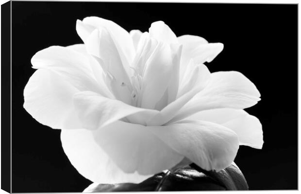 Camellia flower Canvas Print by Kevin Howchin