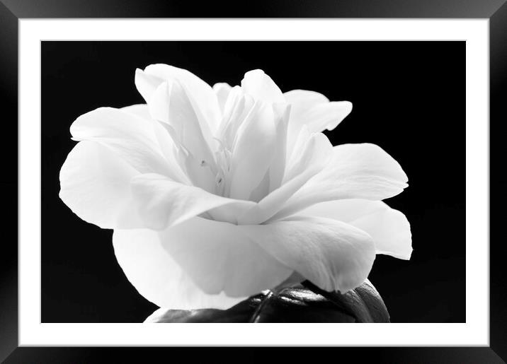 Camellia flower Framed Mounted Print by Kevin Howchin