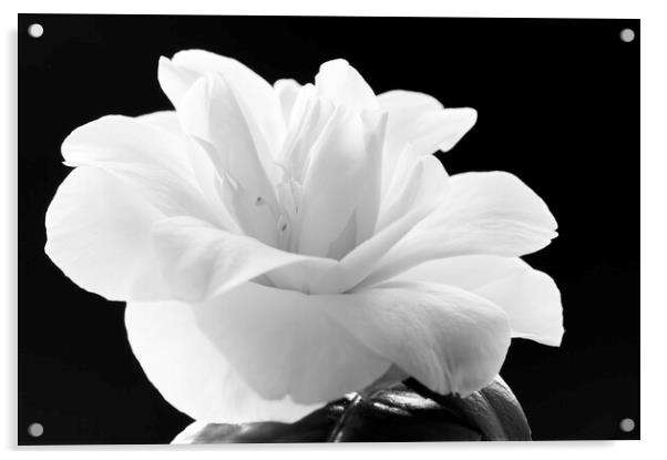 Camellia flower Acrylic by Kevin Howchin