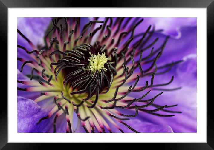 Beautiful clematis flower Framed Mounted Print by Kevin Howchin