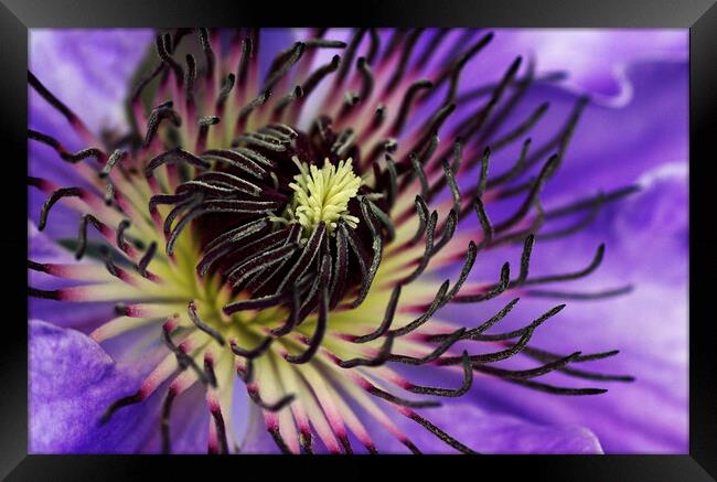 Beautiful clematis flower Framed Print by Kevin Howchin