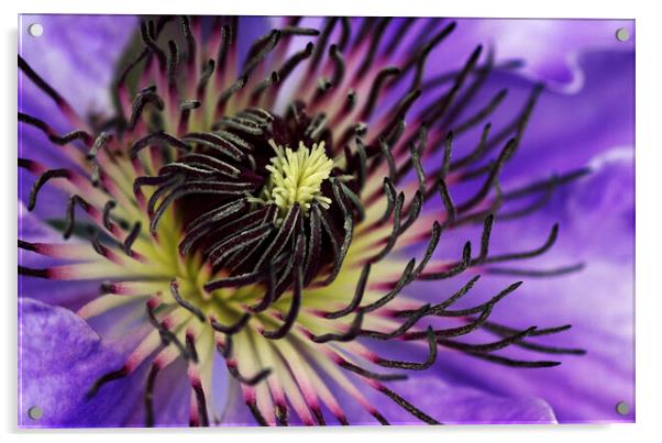 Beautiful clematis flower Acrylic by Kevin Howchin