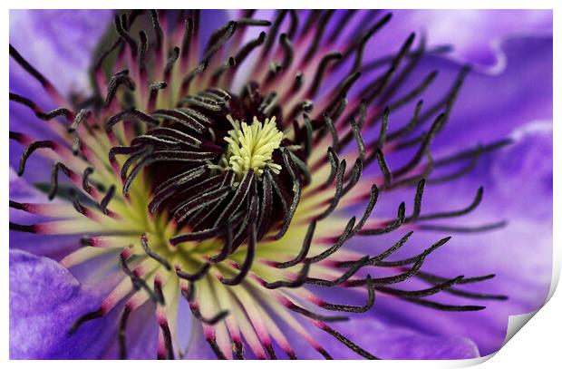 Beautiful clematis flower Print by Kevin Howchin