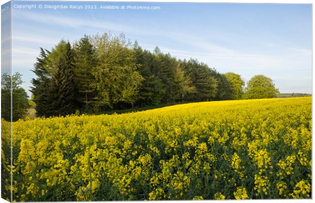 Rolling yellow rapeseed flower fields Canvas Print by Daugirdas Racys