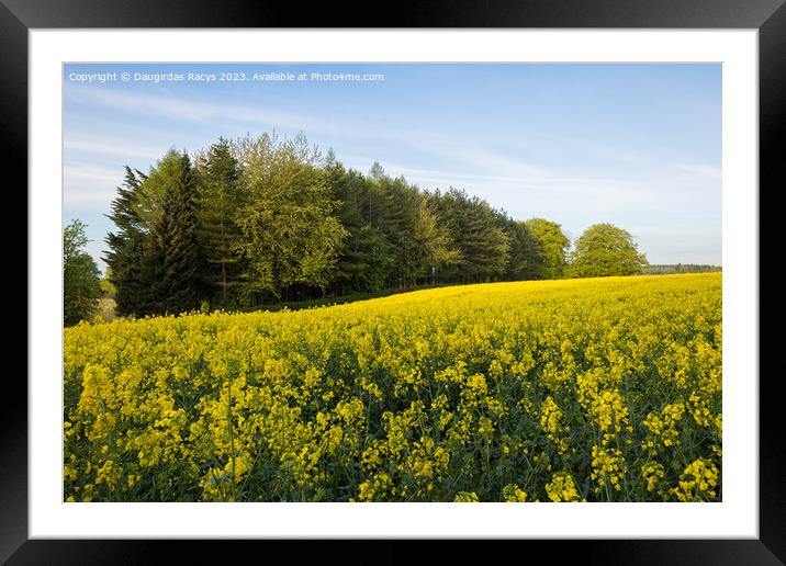 Rolling yellow rapeseed flower fields Framed Mounted Print by Daugirdas Racys