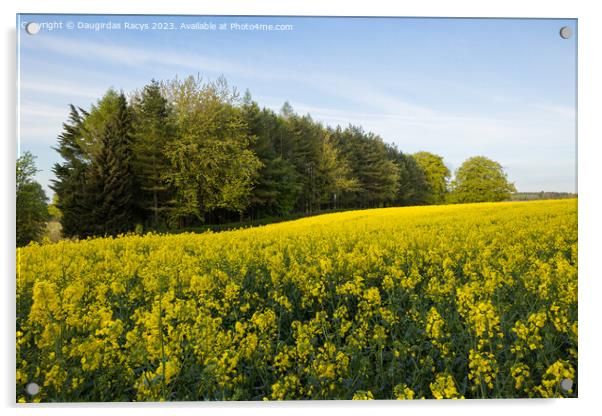 Rolling yellow rapeseed flower fields Acrylic by Daugirdas Racys