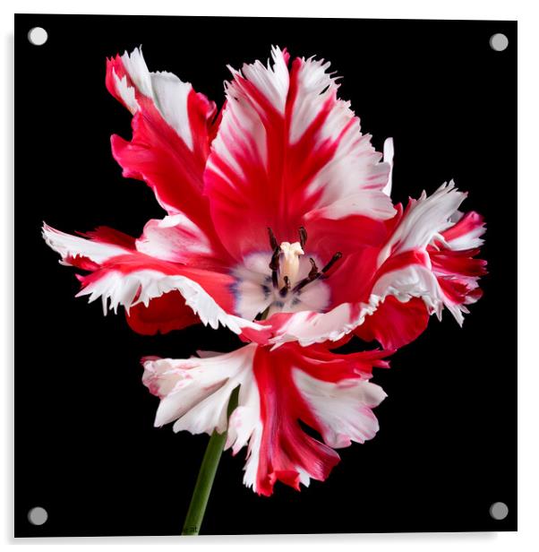 Parrot tulip portrait against black background Acrylic by Martin Williams