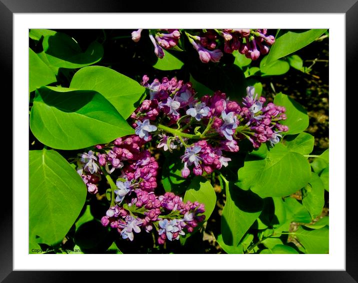 Purple Lilac Framed Mounted Print by Stephanie Moore