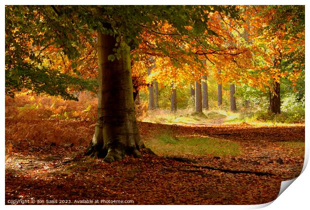 Autumn Colour Print by Jon Saiss