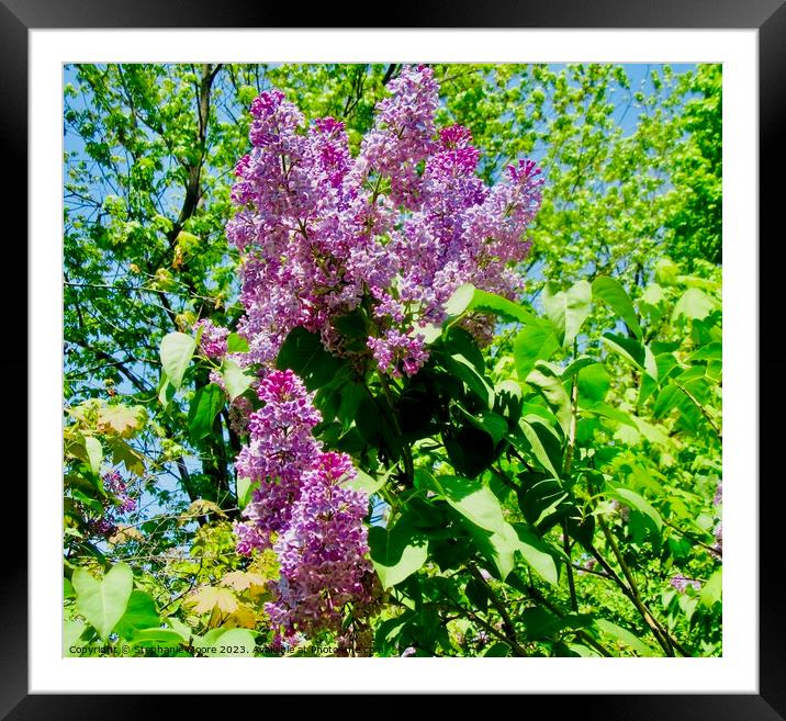 Purple Lilac Framed Mounted Print by Stephanie Moore