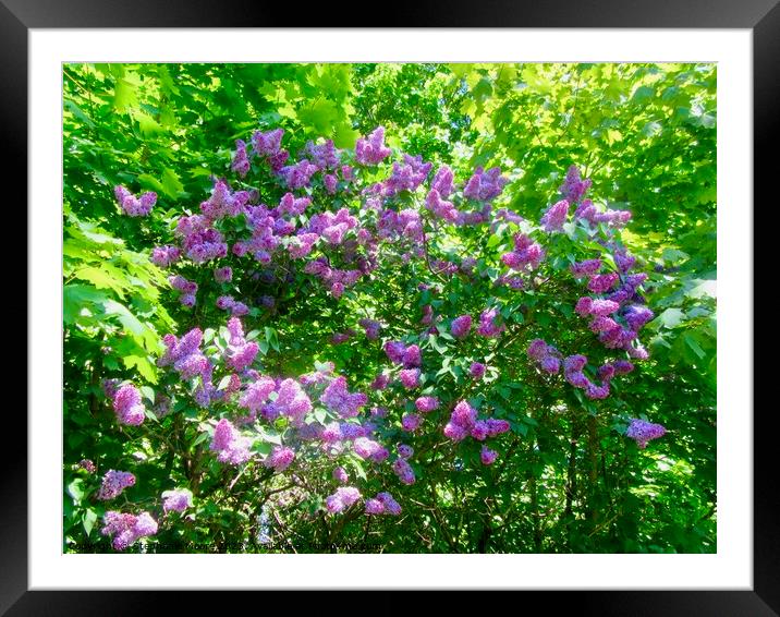 Lots of Lilac Framed Mounted Print by Stephanie Moore