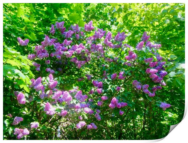 Lots of Lilac Print by Stephanie Moore