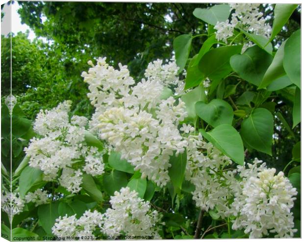 White Lilac Canvas Print by Stephanie Moore