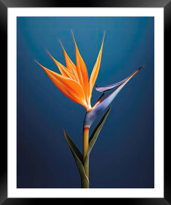 Plant flower Framed Mounted Print by Massimiliano Leban