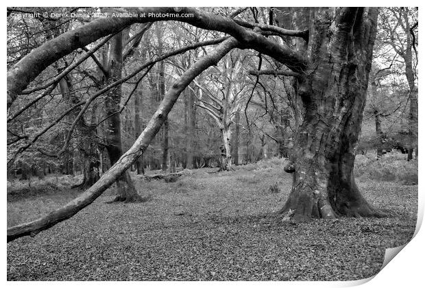 A walk in The New Forest (mono) Print by Derek Daniel
