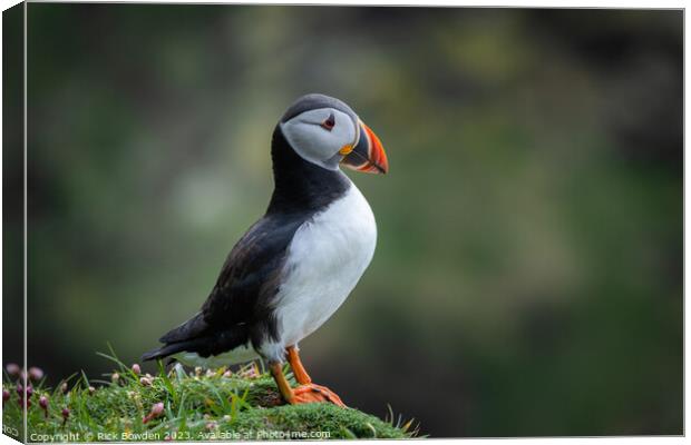 The Cute Puffin on an Isolated Cliff Canvas Print by Rick Bowden