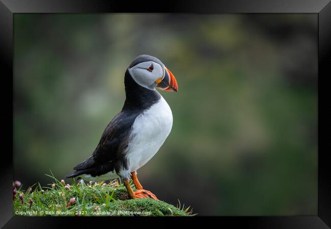 The Cute Puffin on an Isolated Cliff Framed Print by Rick Bowden
