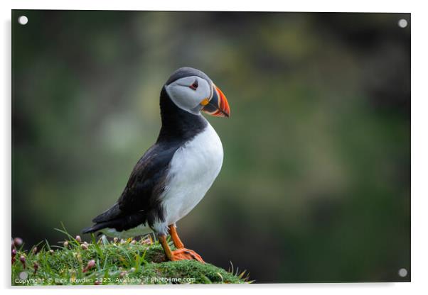 The Cute Puffin on an Isolated Cliff Acrylic by Rick Bowden