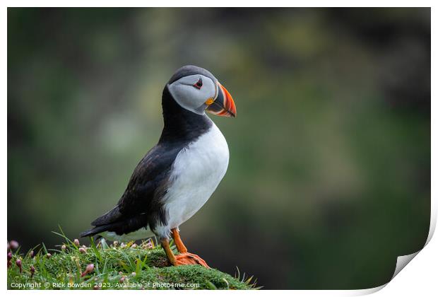 The Cute Puffin on an Isolated Cliff Print by Rick Bowden