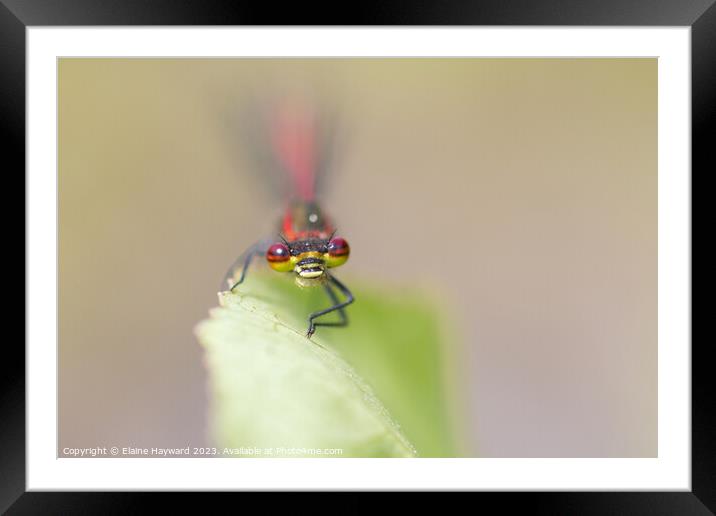 Large Red Damselfly 1 Framed Mounted Print by Elaine Hayward