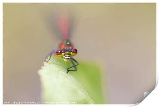 Large Red Damselfly 1 Print by Elaine Hayward