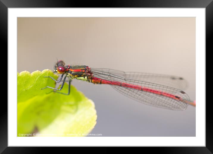 Large Red Damselfly 2 Framed Mounted Print by Elaine Hayward