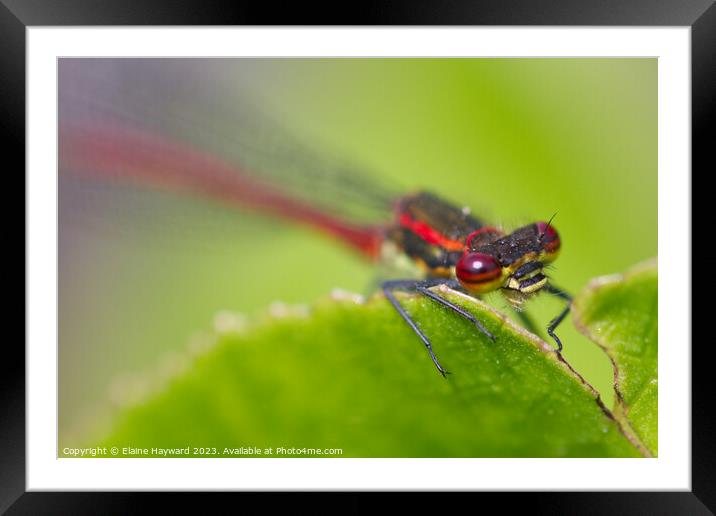 Large Red Damselfly 3 Framed Mounted Print by Elaine Hayward