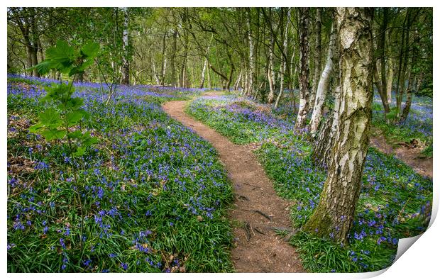 Enchanting Bluebells in Ancient Woodland Print by Bill Allsopp